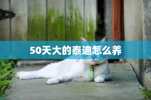 50天大的泰迪怎么養