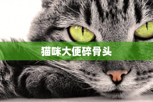 貓咪大便碎骨頭