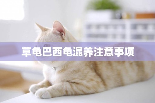 草龜巴西龜混養注意事項
