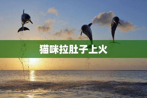 貓咪拉肚子上火