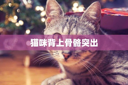 貓咪背上骨骼突出
