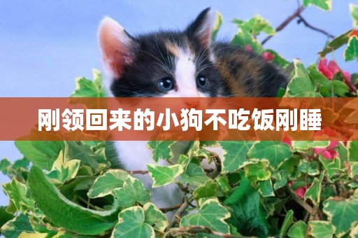 剛領回來的小狗不吃飯剛睡