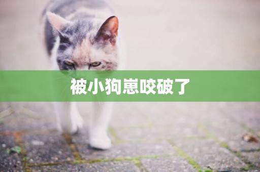 被小狗崽咬破了