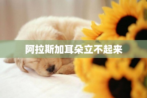 阿拉斯加耳朵立不起來