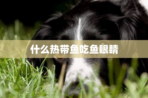 什么熱帶魚吃魚眼睛