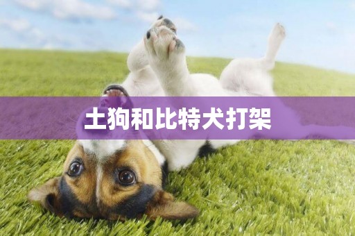土狗和比特犬打架