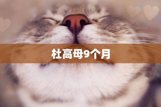杜高母9個月