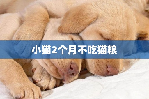 小貓2個月不吃貓糧