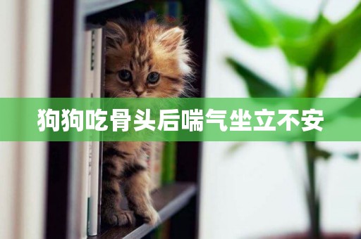 狗狗吃骨頭后喘氣坐立不安