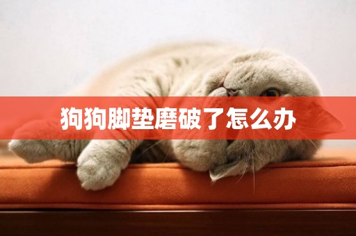 狗狗腳墊磨破了怎么辦
