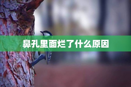 鼻孔里面爛了什么原因