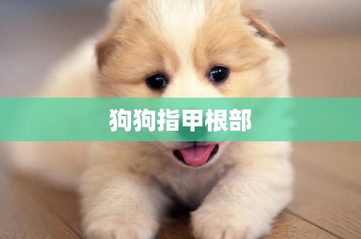 狗狗指甲根部