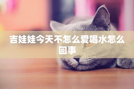 吉娃娃今天不怎么愛喝水怎么回事