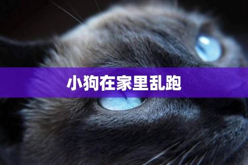 小狗在家里亂跑