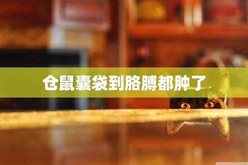 倉鼠囊袋到胳膊都腫了