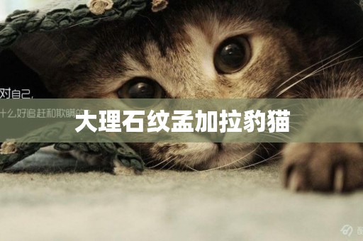 大理石紋孟加拉豹貓