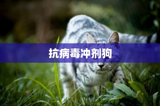 抗病毒沖劑狗
