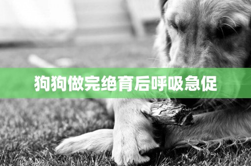 狗狗做完絕育后呼吸急促