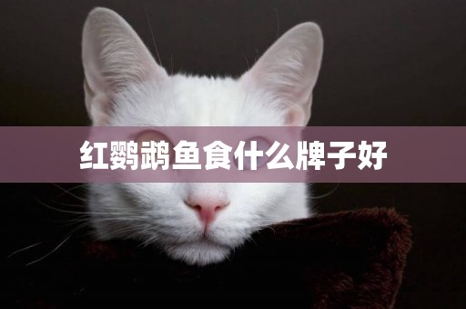 紅鸚鵡魚食什么牌子好