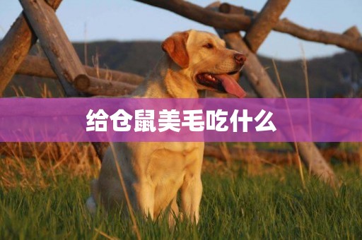給倉鼠美毛吃什么