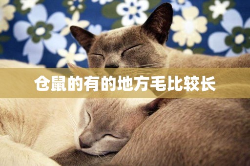 倉鼠的有的地方毛比較長