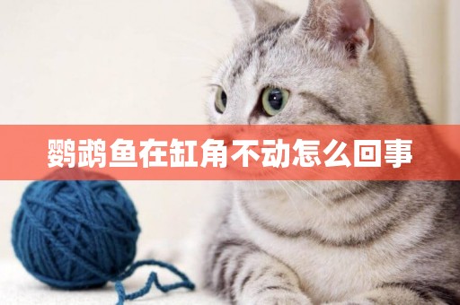鸚鵡魚在缸角不動怎么回事