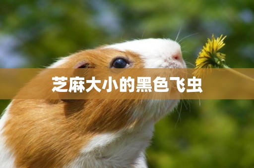 芝麻大小的黑色飛蟲