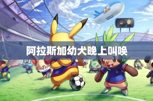 阿拉斯加幼犬晚上叫喚