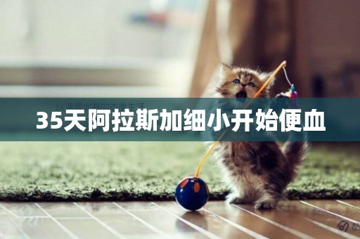 35天阿拉斯加細小開始便血