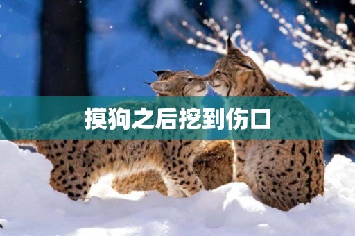 摸狗之后挖到傷口