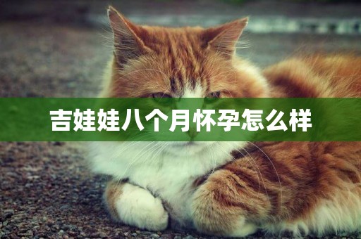 吉娃娃八個月懷孕怎么樣