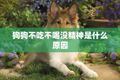 狗狗不吃不喝沒精神是什么原因