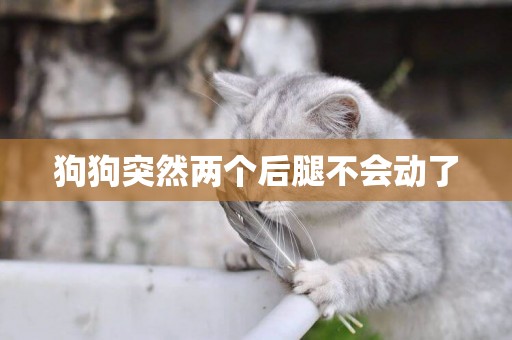 狗狗突然兩個后腿不會動了