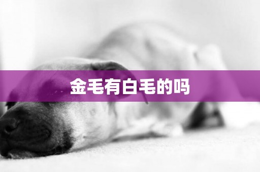 金毛有白毛的嗎