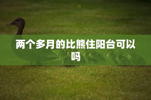 兩個多月的比熊住陽臺可以嗎