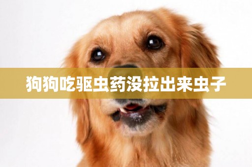 狗狗吃驅蟲藥沒拉出來蟲子