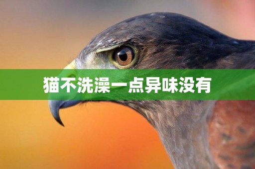 貓不洗澡一點異味沒有