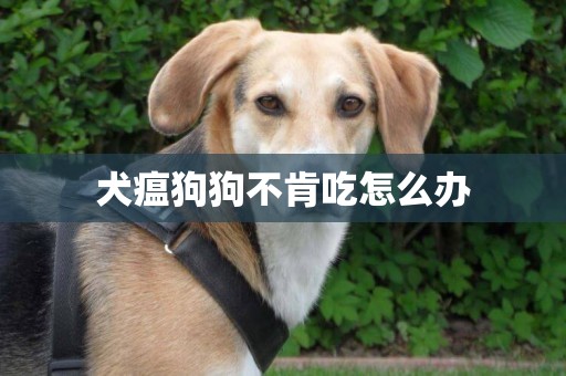 犬瘟狗狗不肯吃怎么辦