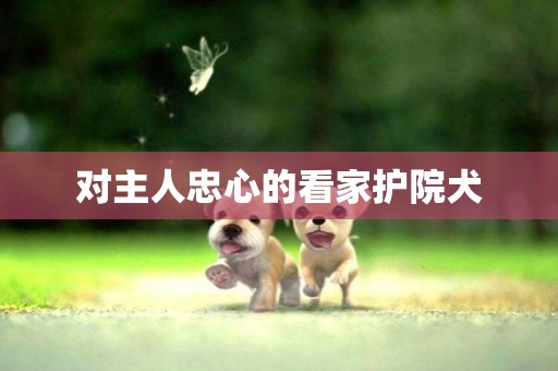 對主人忠心的看家護院犬