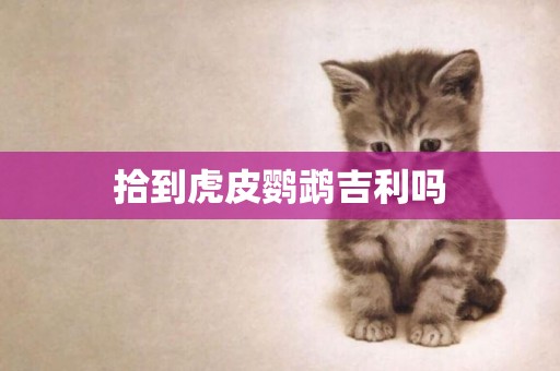 拾到虎皮鸚鵡吉利嗎