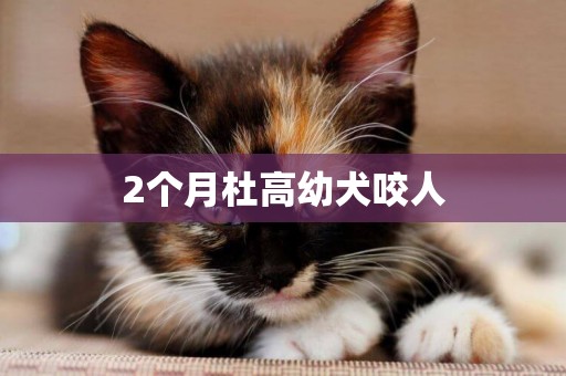 2個月杜高幼犬咬人