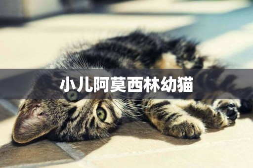 小兒阿莫西林幼貓