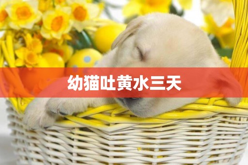 幼貓吐黃水三天