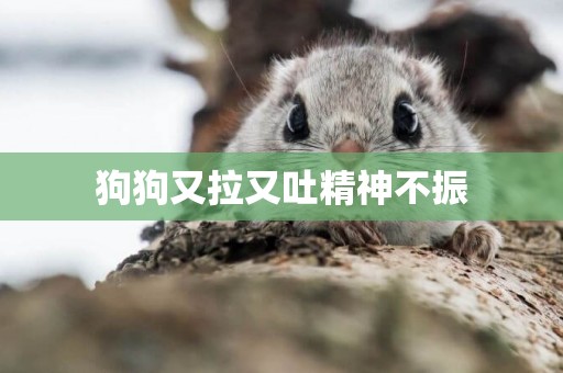 狗狗又拉又吐精神不振