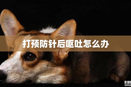 打預防針后嘔吐怎么辦