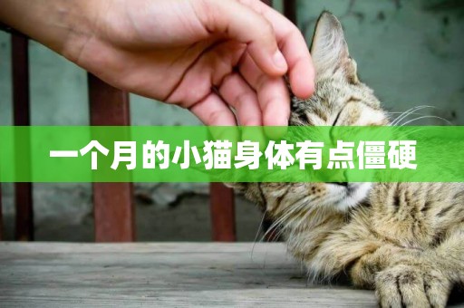 一個月的小貓身體有點僵硬