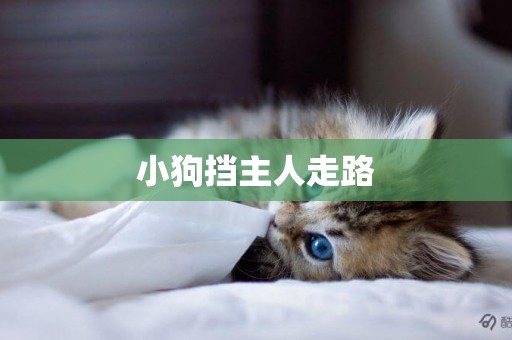小狗擋主人走路