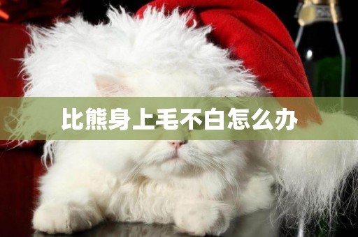 比熊身上毛不白怎么辦
