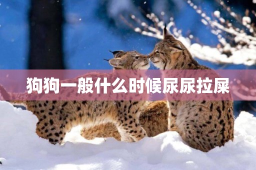 狗狗一般什么時候尿尿拉屎