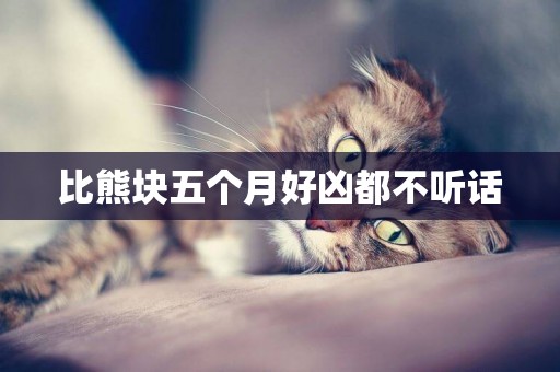 比熊塊五個月好兇都不聽話